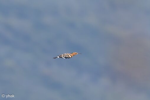 Hoopoe at Korission Lagoon