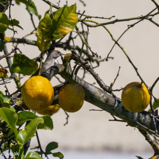 Blackcap at Cape Drastis