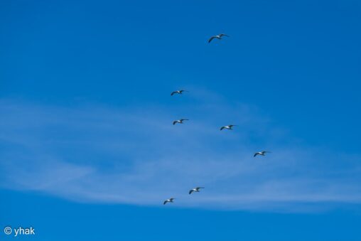 Yellow-Legged Gull at Cape Drastis