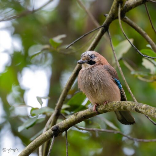 Jay at Mon Repos Estate