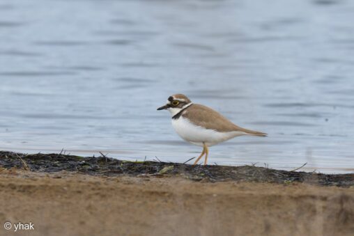 Little Ringed Plover at Korission Lagoon
