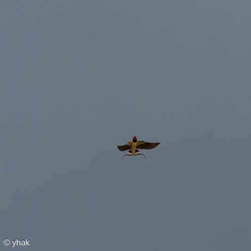 Barn Swallow at Korission Lagoon