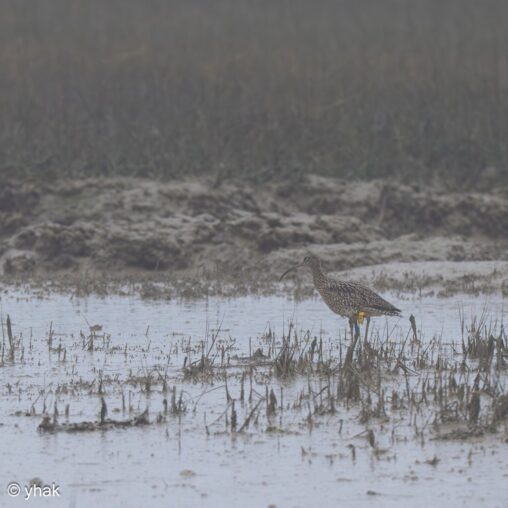 Curlew at RSPB Pagham Harbour