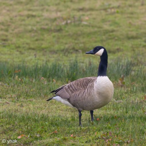 Canada Goose at RSPB Pulborough Brooks