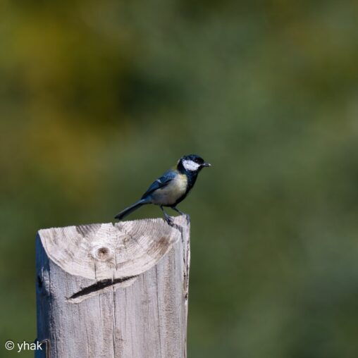 Great Tit at Cape Drastis
