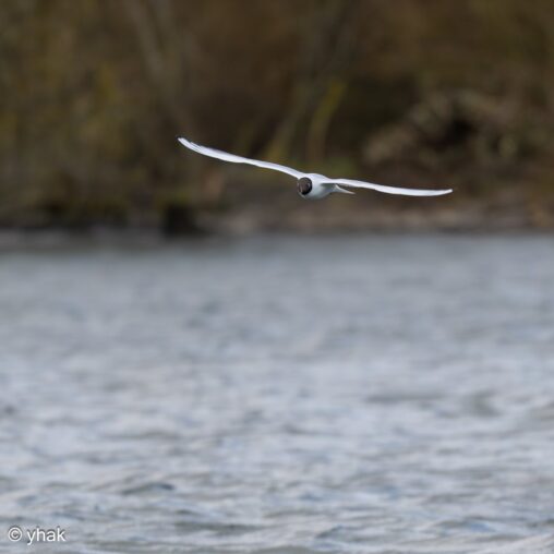 Black-Headed Gull at Sevenoaks Wildlife Reserve