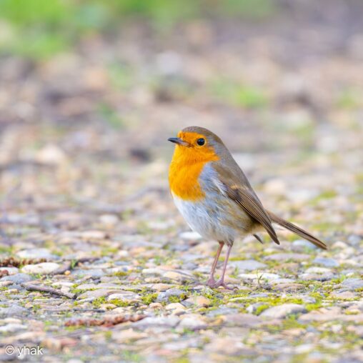 Robin at WWT London