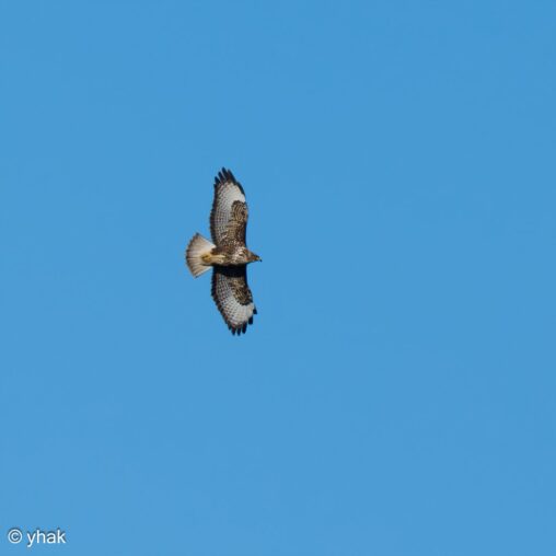 Buzzard at Cape Drastis