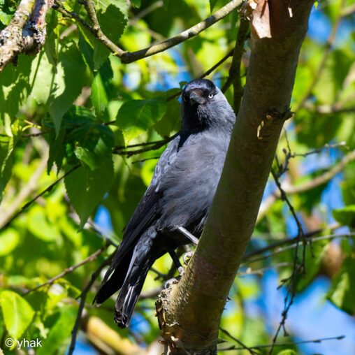 Jackdaw at RHS Wisley