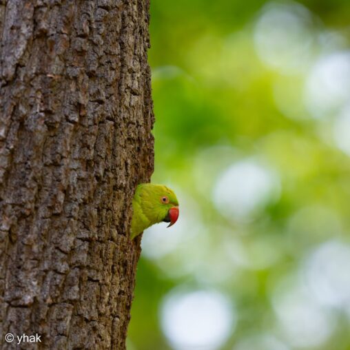 Ring-Necked Parakeet at Richmond Park