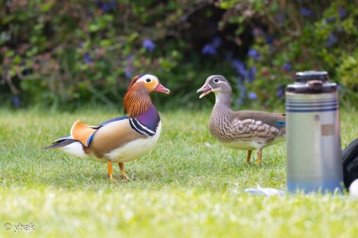 Mandarin Duck at Richmond Park