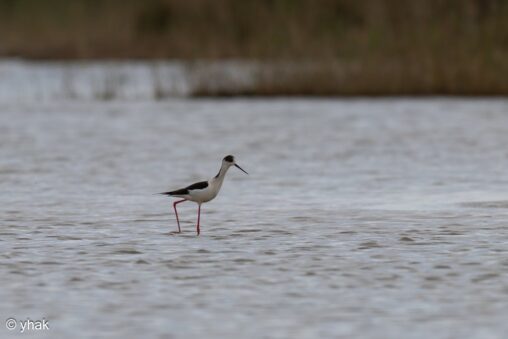 Black-Winged Stilt at Korission Lagoon