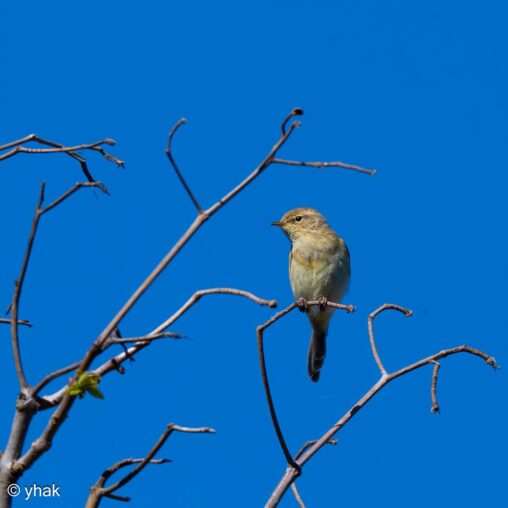 Chiffchaff at RHS Wisley