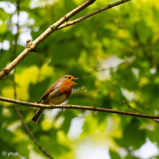 Robin at Richmond Park