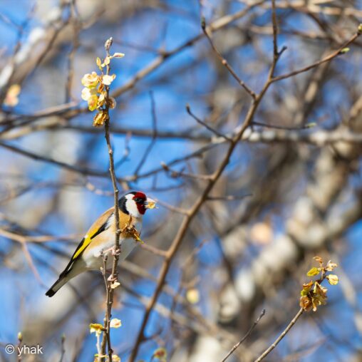 Goldfinch at Cape Drastis
