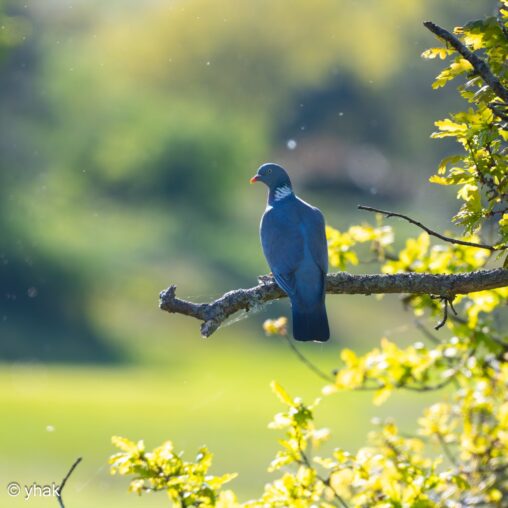 Woodpigeon at RHS Wisley