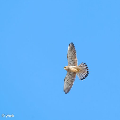 Kestrel at RSPB Rainham Marshes