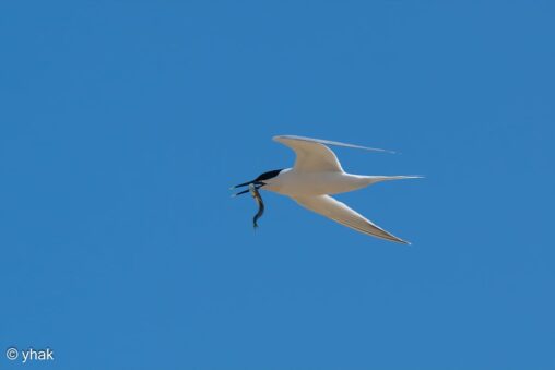 Sandwich Tern at RSPB Pagham Harbour