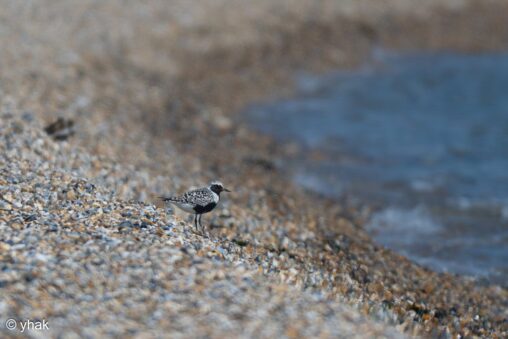 Grey Plover at RSPB Pagham Harbour