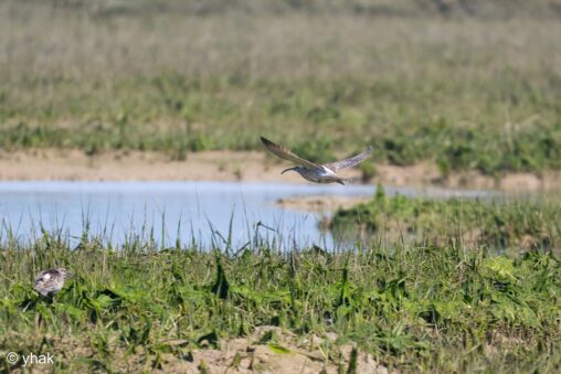Curlew at RSPB Pagham Harbour