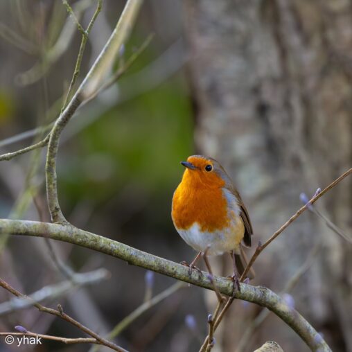Robin at Sevenoaks Wildlife Reserve