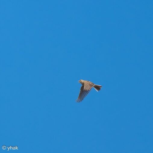 Skylark at RSPB Pagham Harbour