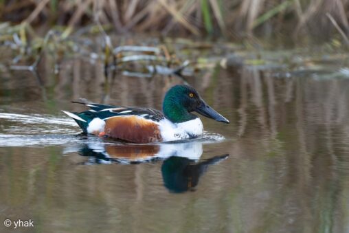 Shoveler at WWT London