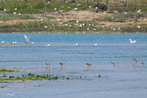 Bar-Tailed Godwit at RSPB Pagham Harbour