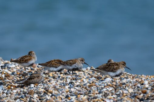 Dunlin at RSPB Pagham Harbour