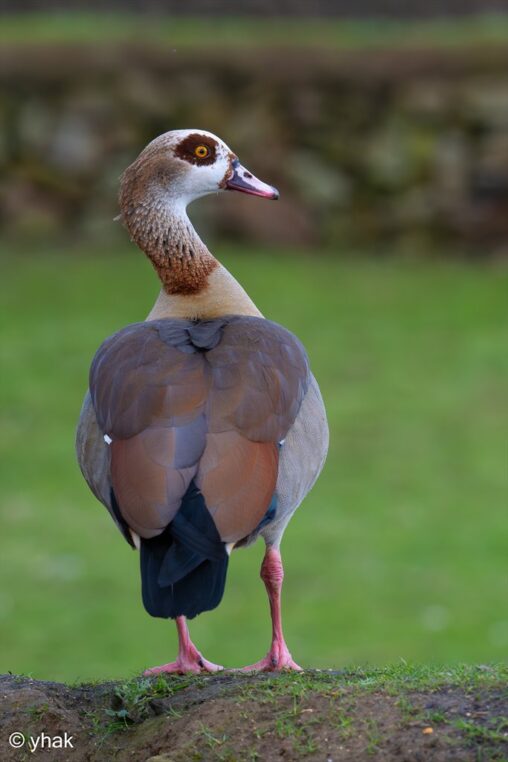 Egyptian Goose at WWT London