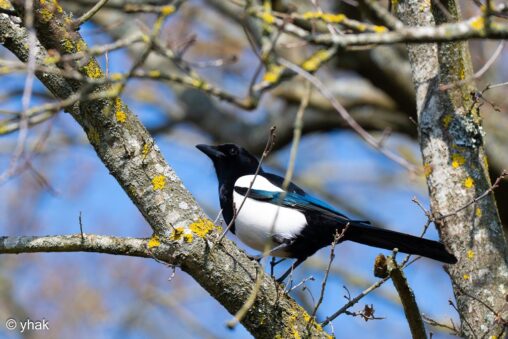 Magpie at Wimbledon Common