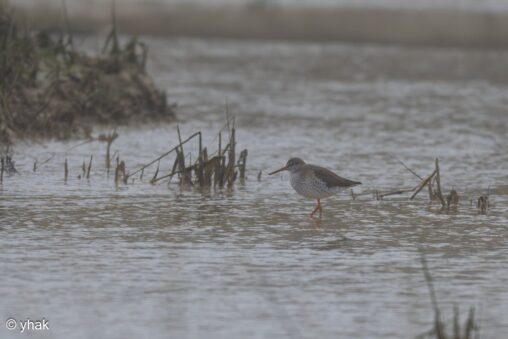 Redshank at RSPB Pagham Harbour
