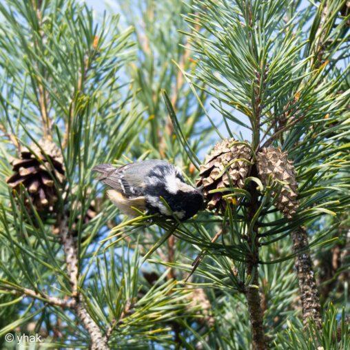 Coal Tit at Wimbledon Common