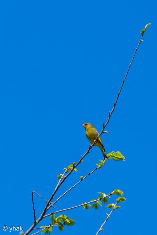 Greenfinch at Cape Drastis