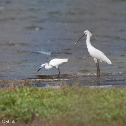 Spoonbill at Korission Lagoon