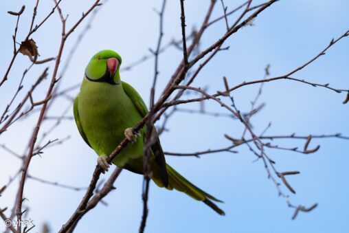 Rose Necked Parakeet at WWT London