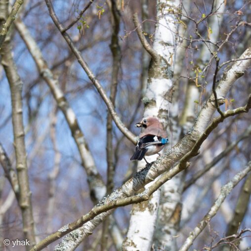 Jay at Wimbledon Common