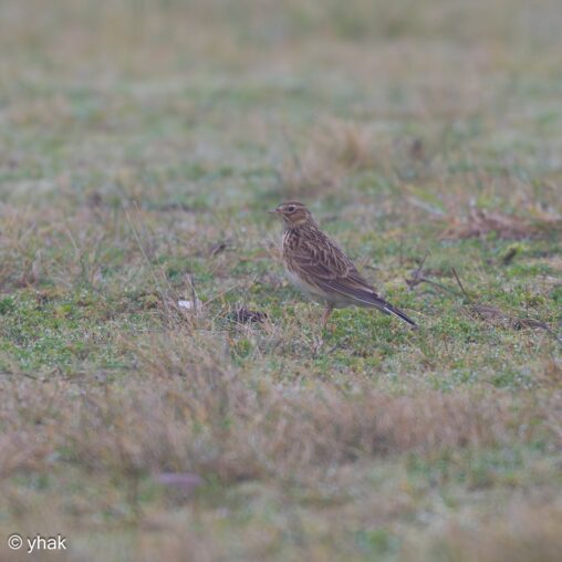 Skylark at RSPB Pagham Harbour