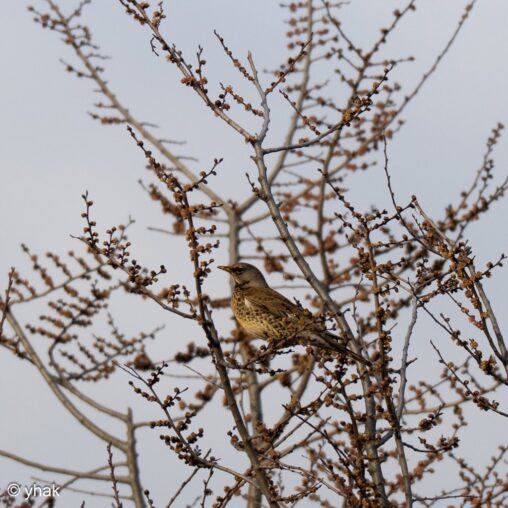 Fieldfare at RSPB Rainham Marshes