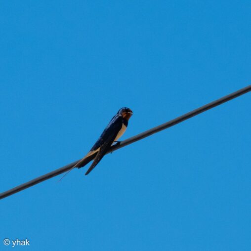 Barn Swallow at Cape Drastis