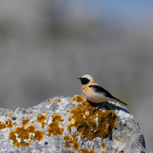 Black-eared Wheatear at Mount Pantokrator