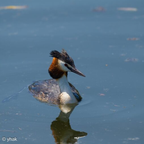 Great Crested Grebe at Leeds Castle