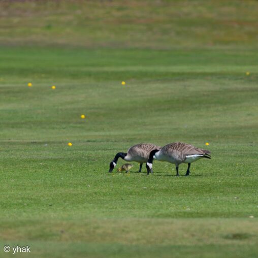 Canada Goose at Leeds Castle