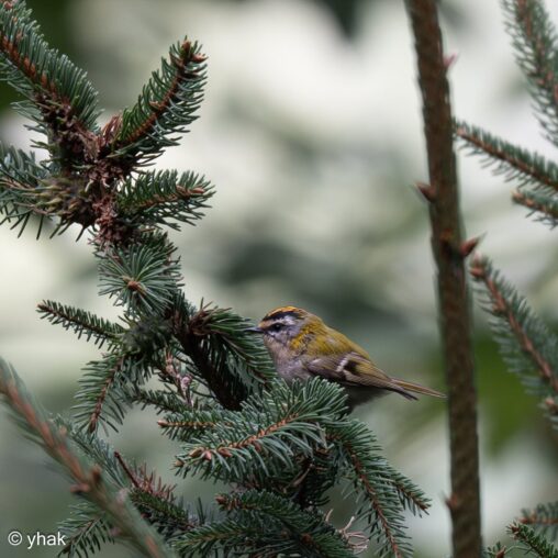 Firecrest at Predigtstuhl
