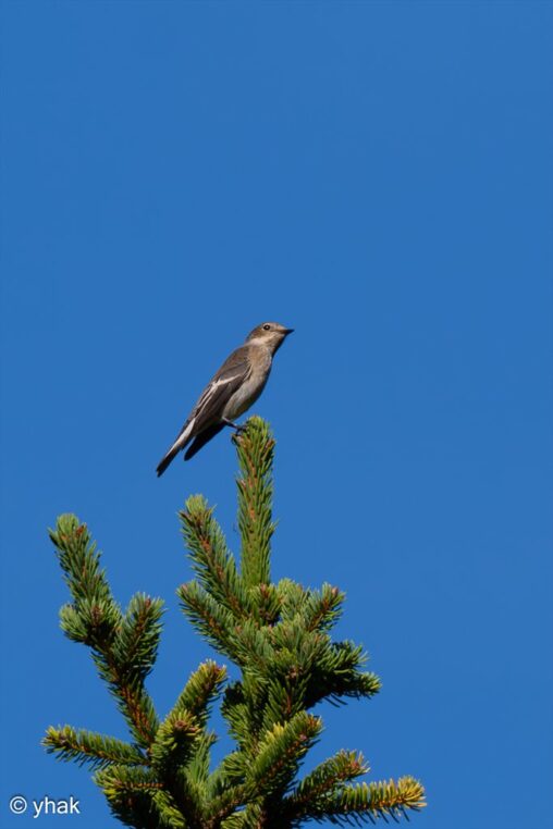 Collared Flycatcher at Hintersee