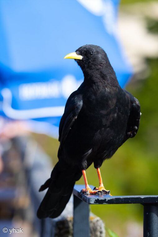 Yellow-Billed Chough at Kehlsteinhaus