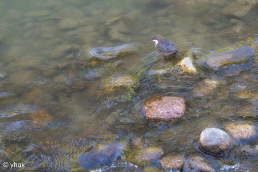 White-Throated Dipper at Bad Reichenhall