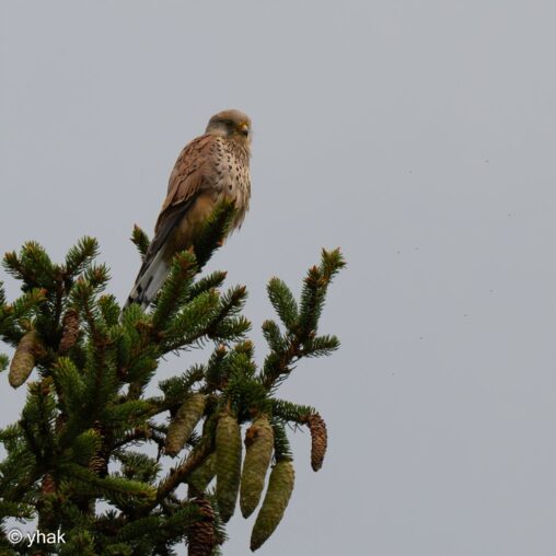 Kestrel at Inzell