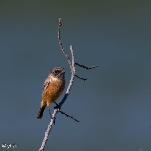 Stonechat at Petworth Deer Park