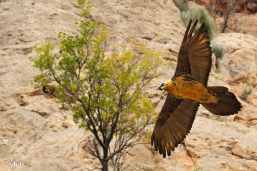 Bearded Vulture in flight above Noravank Monastery, Vayots Dzor, Armenia